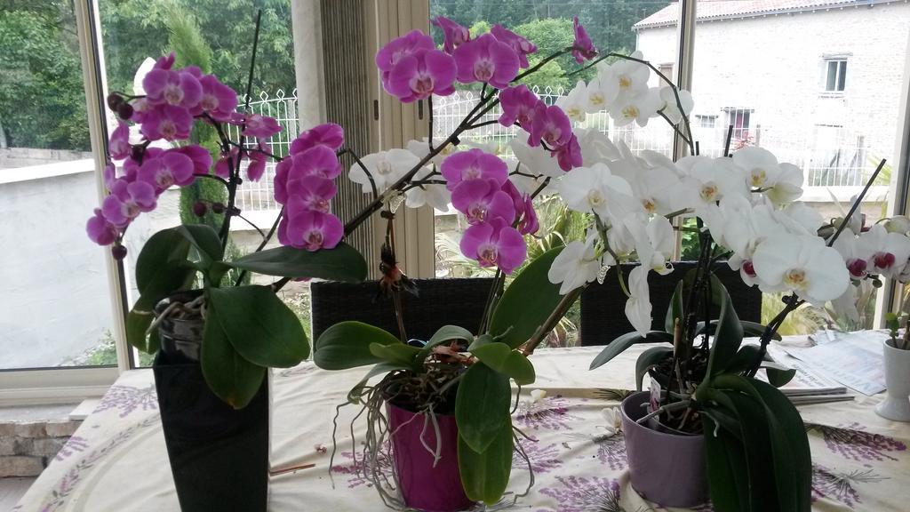 LES ORCHIDEES Ch Hôtes B&B 14 personnes Jaunay-Clan Extérieur photo